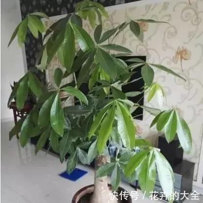 居家养护|客厅养上“3种花”,大气又美观,关键“旺财又养人”,值得养2盆