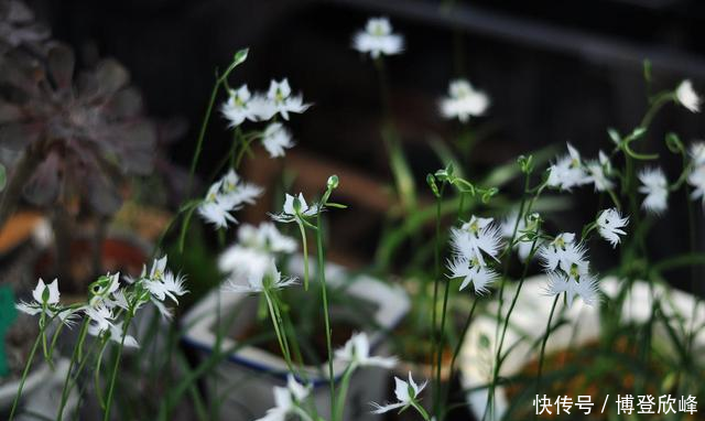  『回家』野外的这种山野草，挖回家在盆里，比花市卖的花好看多了！