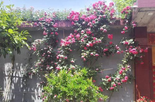 『开起』这1种四季开花的藤本植物,花名“霸气”,开起花来也很“霸道”