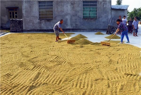  「道理」农村俗语：“晒谷不晒米，晒米亏不起”什么意思？有道理吗？