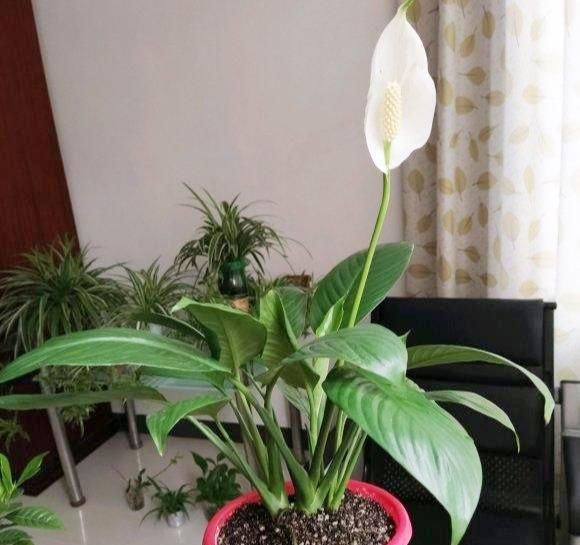  硬邦邦：白掌半死不活?就学2招,从此花不断,新叶不停长