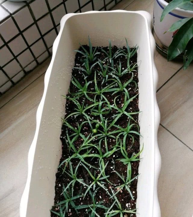  [石竹花]此花一开就是大半年，花色不但绚丽，而且香味扑面而来！