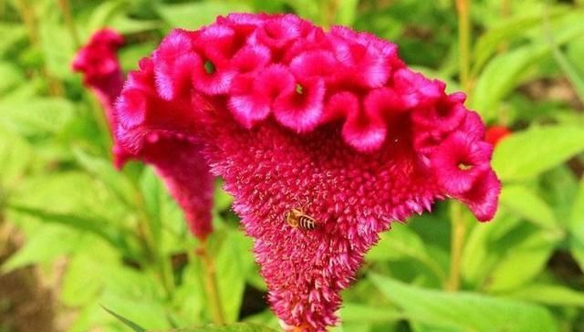  「润燥」冠花蚌肉汤——清肝明目，滋阴润燥