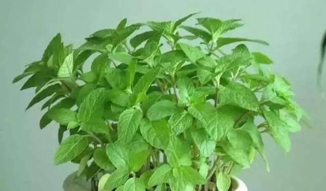  「适合」适合夏天养的3种花，耐热耐晒很好养，不用操心也爆盆，适合新手