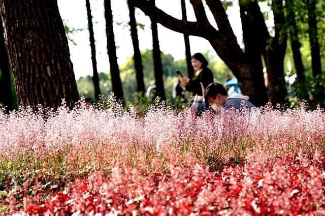  『花展』2020上海（国际）花展开幕