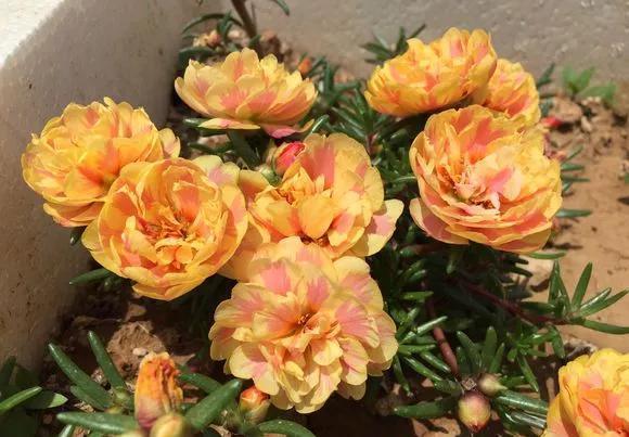  『长春花』6种花喜欢晒太阳，越晒花越多，一开200天不歇气！