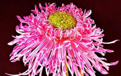  [喜欢]喜欢菊花，就养盆“菊中精品”桃山带归，似春日桃山，灿若红云