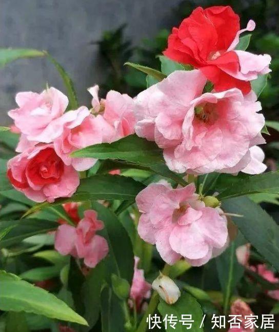  适合：有5种花卉，花色绚丽，花期长，优美妖娆，适合在阳台养护和观赏