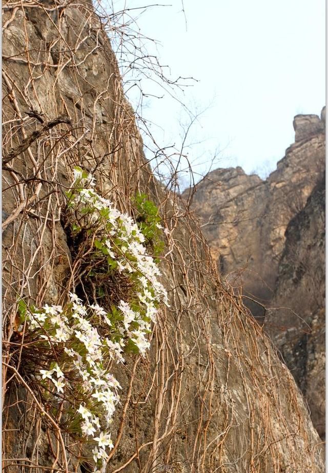  『北京』这种花全世界只有北京有，这两天正在悬崖峭壁上盛开！