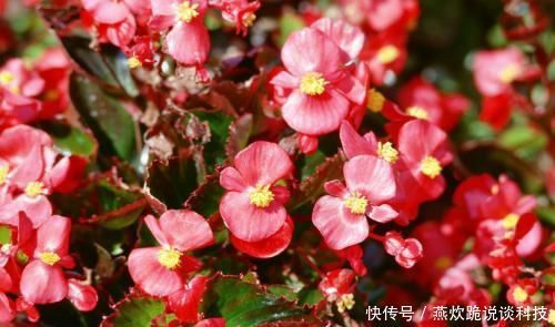  「春天」春天养花选它，满树红花，红红火火，一年四季都开花，是盆栽佳品