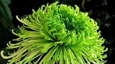 【窗纱】喜欢菊花,就养盆“珍稀名菊”绿窗纱影,似凤凰起舞,青碧可人