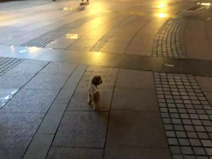 网红当街殴打孕妇！警方凌晨发布最新通报：违法行为基本查清；其