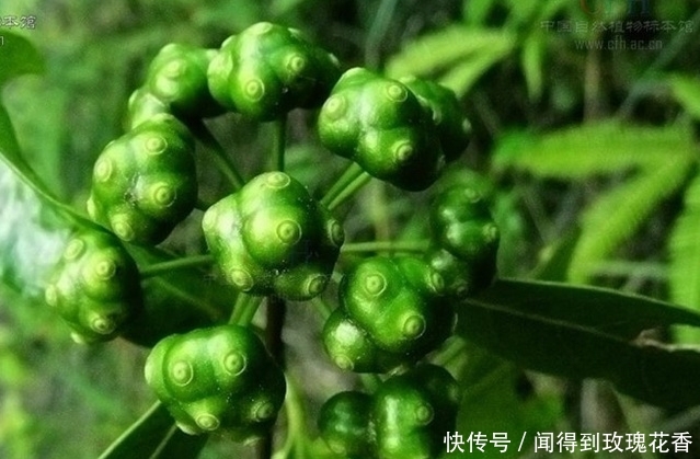 农村地里的一种东西，价格被炒得很高，大家了解吗？