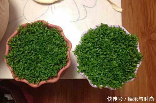  『花钱买』还在花钱买盆栽用半个火龙果，就可以种出这么漂亮的盆栽绿植！