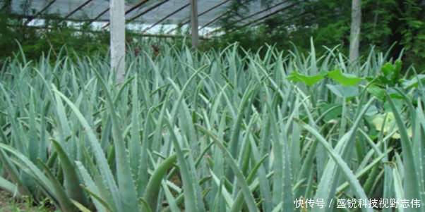  种植|农村创业，种植、养殖、环保三大常规行业，你会选哪种种植