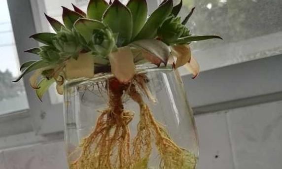  「天南星科」桌上都喜欢放盆植株，水培干净受欢迎，漂亮的观音莲可以一试