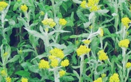  『野草』此草，名叫做“清明草”，只在清明前后出现，价值高，看到别错过