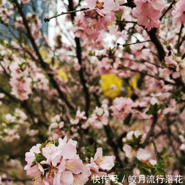 『植物』感觉公园里的植物就是不一样