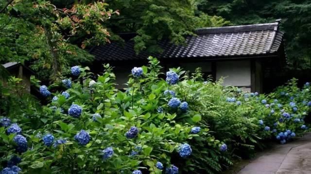  『篮球』一个小技巧,绣球花开的比篮球还大!太美了!