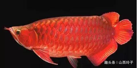  「金钱」世界上“最贵”的4种鱼，渔民只要收获1条，就“金盆洗