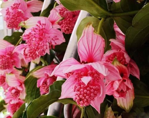  家里|3种花怕强光，家里阴暗也无妨，越暗长的越漂亮！