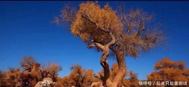  #胡杨林#我国当年在最大沙漠，种植了上亿棵胡杨林，如今怎么样