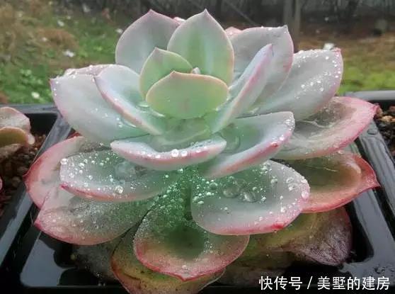  『黑腐』春雨贵如油，多肉能淋雨吗？淋雨“准黑腐”，千万不要大冒险