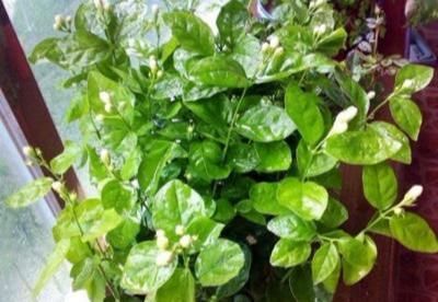 「栀子花」栀子花不开花?怕啥,顺着“暴脾气”,随后爆花苞,一茬又一茬