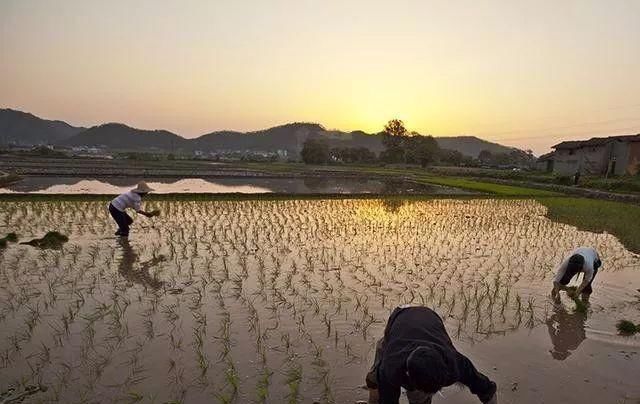  [勤劳]中国农民！世界上最勤劳、最可爱的人！