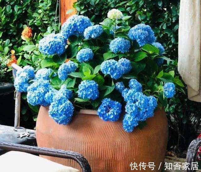  #花钱#老家淘个“大破缸”，种花养鱼，美轮美奂，不花钱还好看