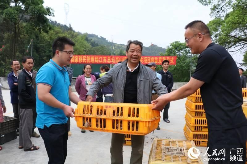 「扶助」广西三江:精准扶贫送鸡苗 产业帮扶助脱贫