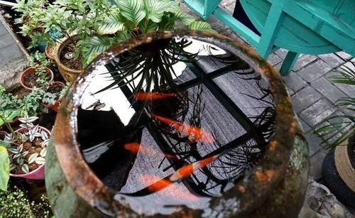 「水缸」中国人院子里最应该摆这样东西