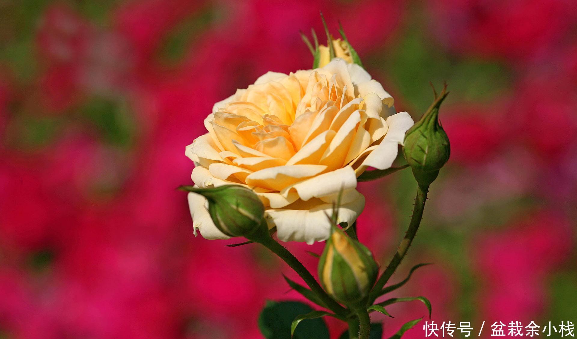  「红花酢浆草」什么花一年四季都开花？在家种上4种花卉，一年四季有花赏