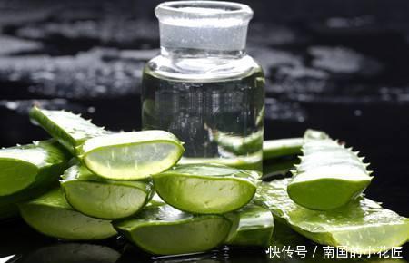 植物|芦荟品种多,有的能直接吃,好养味道美价值高