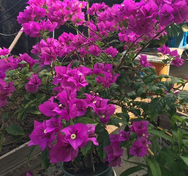  花儿■这“3种花儿”，也太好养了吧，种阳台上，动不动就开花、长爆盆