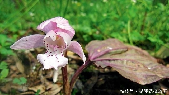  「黄花独蒜兰」正在消失的美丽：稀有兰花