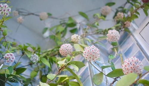  『吊兰』还在养绿萝吊兰？此绿植“狗舌藤”，花叶共赏，更值得拥有