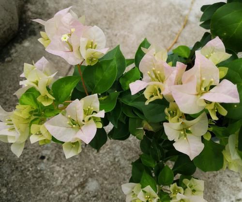  「三角梅」容易搞混的植物，这种植物和三角梅不是远房亲戚，少闹笑话