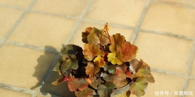  「害怕热」露天阳台，爱上一点颜色的季节