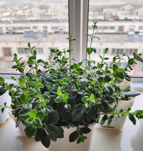  #植物#金鱼吊兰这样养,长成“老桩”,开满盆的“小金鱼”