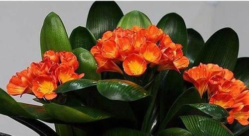  「植物」租植物选君子兰好养么？黄叶了怎么办？