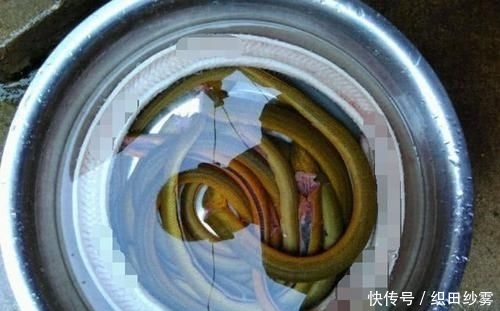  「老家」老家钓黄鳝的人很多，关键要知道怎么找洞