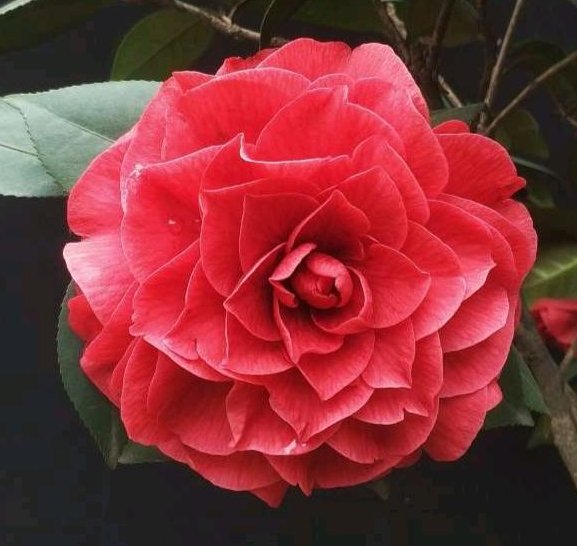  『花开花』茶花开花少？给它喂上这“2种”豆肥，长势好、开花多个不停