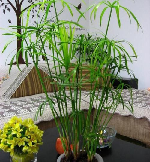  [喝水]原来4种花，都是喝水的，成桶成桶的喝，开花贼鲜艳