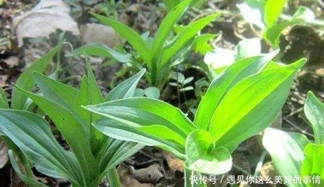买到|曾经常被当成杂草,如今变成高档野菜,有价无市难买到!