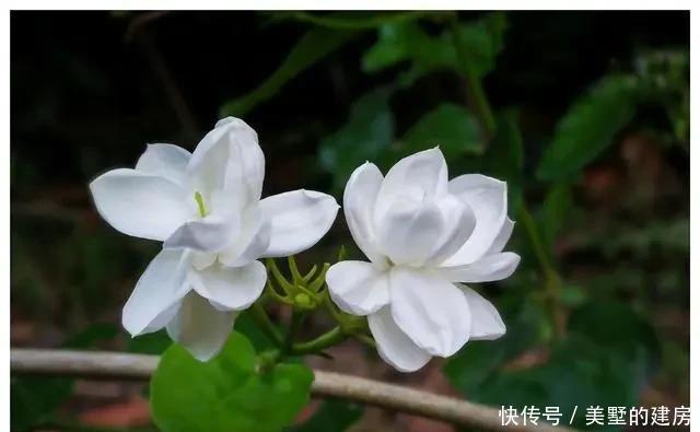  不见|5月养这6种花要“狠狠晒”，越晒越能开，否则只见叶子不见花