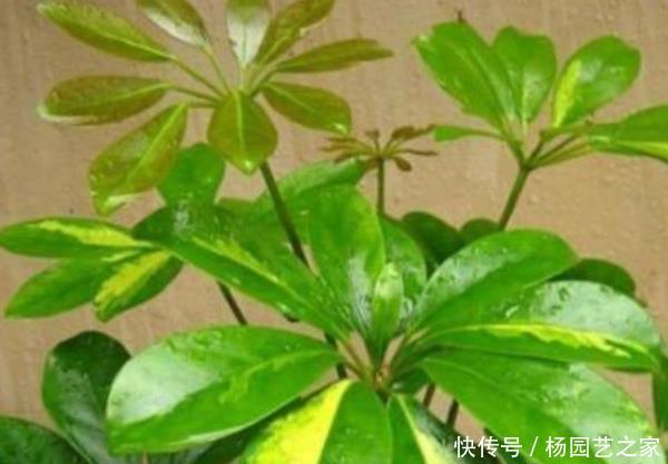  虎皮兰：这4种花养在家中，镇宅又去煞，尤其是第三种，再穷也要养一盆！