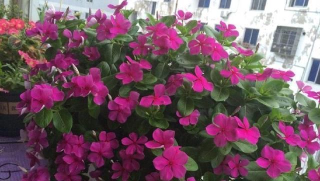  『枝繁叶茂』养四季梅这样修剪一下，开花多四倍，枝繁叶茂，一盆种出很多盆