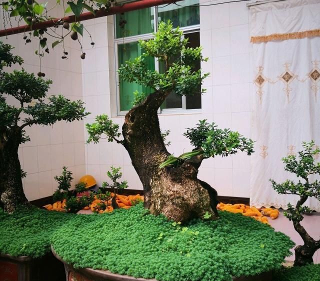  算是■小叶黄杨盆景造型美观层次感强，花蕾去除是要点，算是讲透了