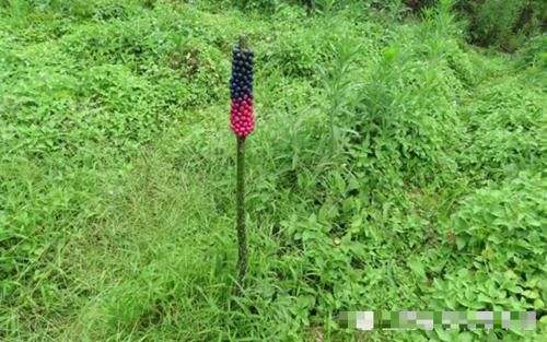  除掉：荒地见到这种野草，可别轻视或除掉，块根66元一斤